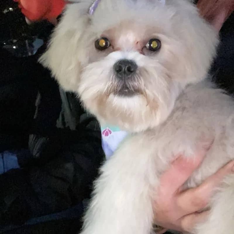 Imagem da campanha Casamento da Gabi