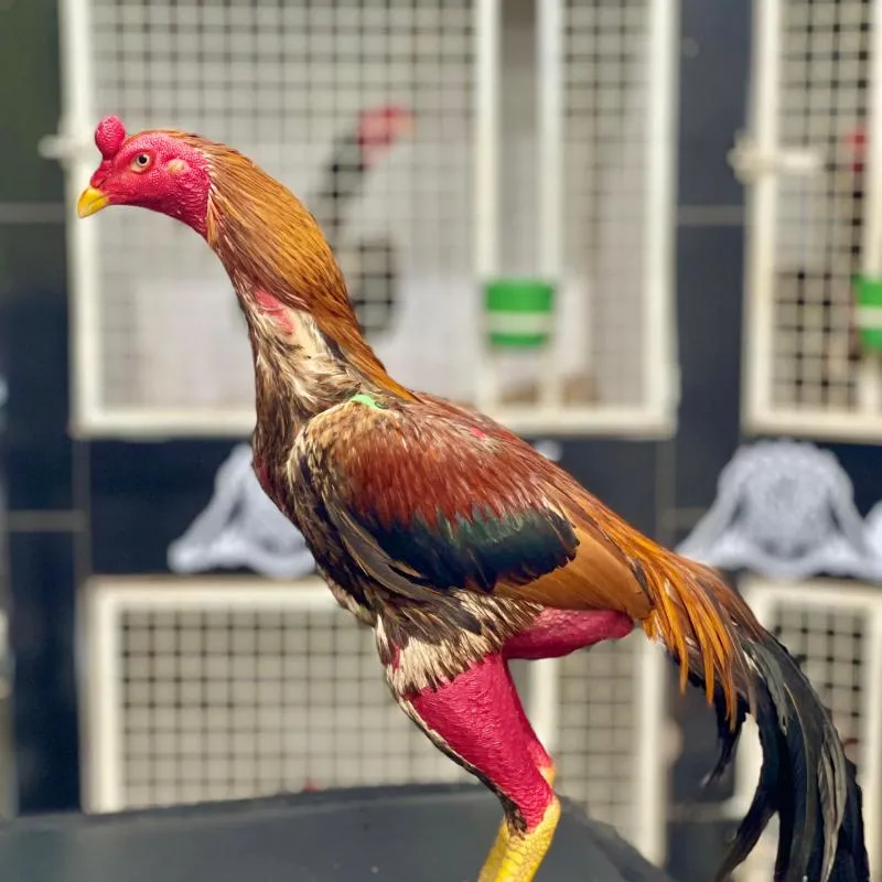 Imagem da campanha Galo Mandrack 2 Apresentações