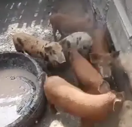 Imagem da campanha Leitão