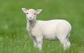 Imagem da campanha Ovelha 🐑 abençoada!