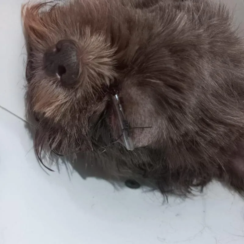 Imagem da campanha Todos pela minnye