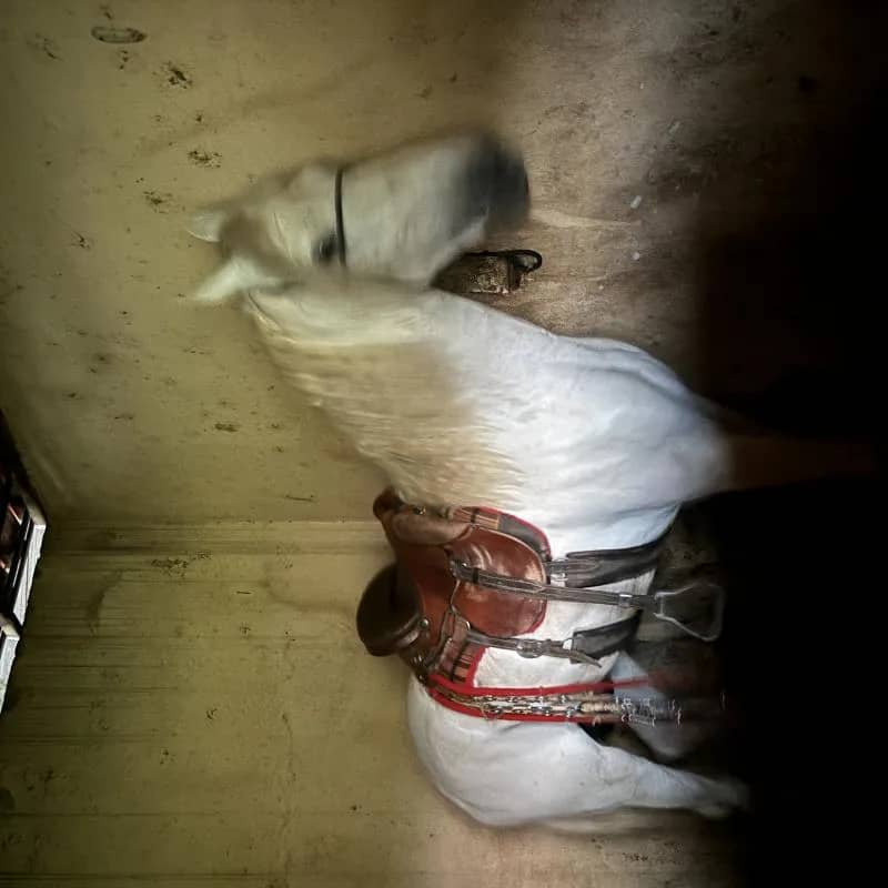 Imagem da campanha Cavalo(manga larga machador) (sem registro)