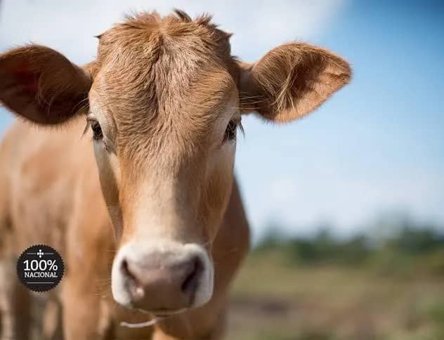 Imagem da campanha MEU CHURRASCO GARANTIDO