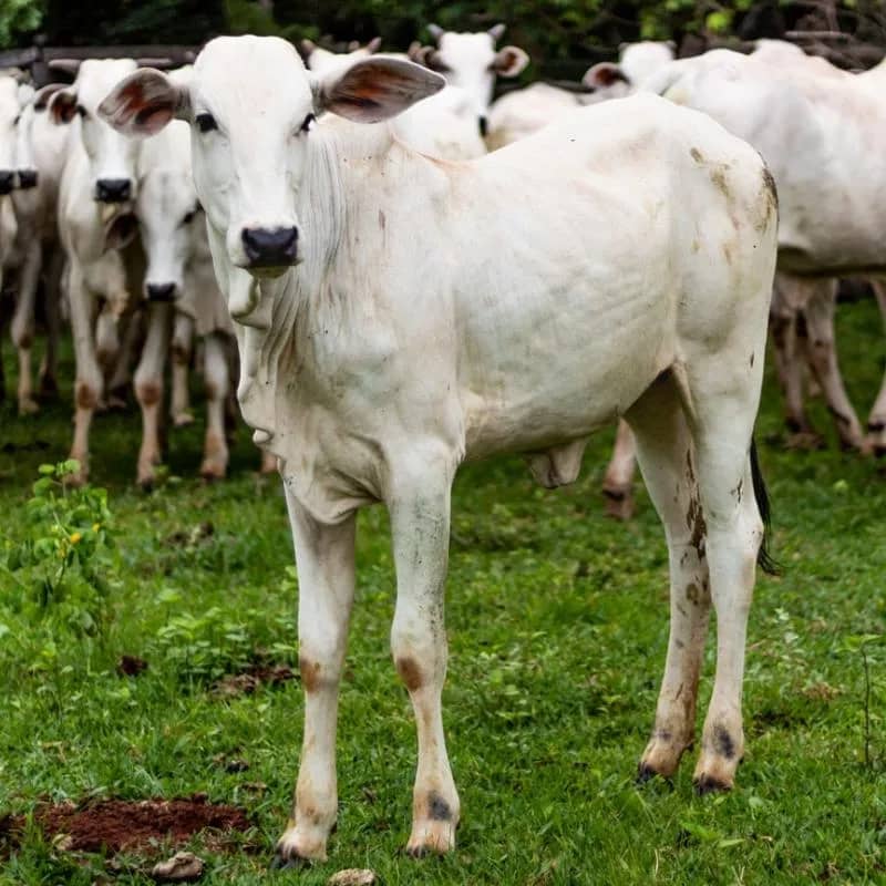 Imagem da campanha Rifa Solidária em prol do tratamento de Saúde de Camila Rocha Correia