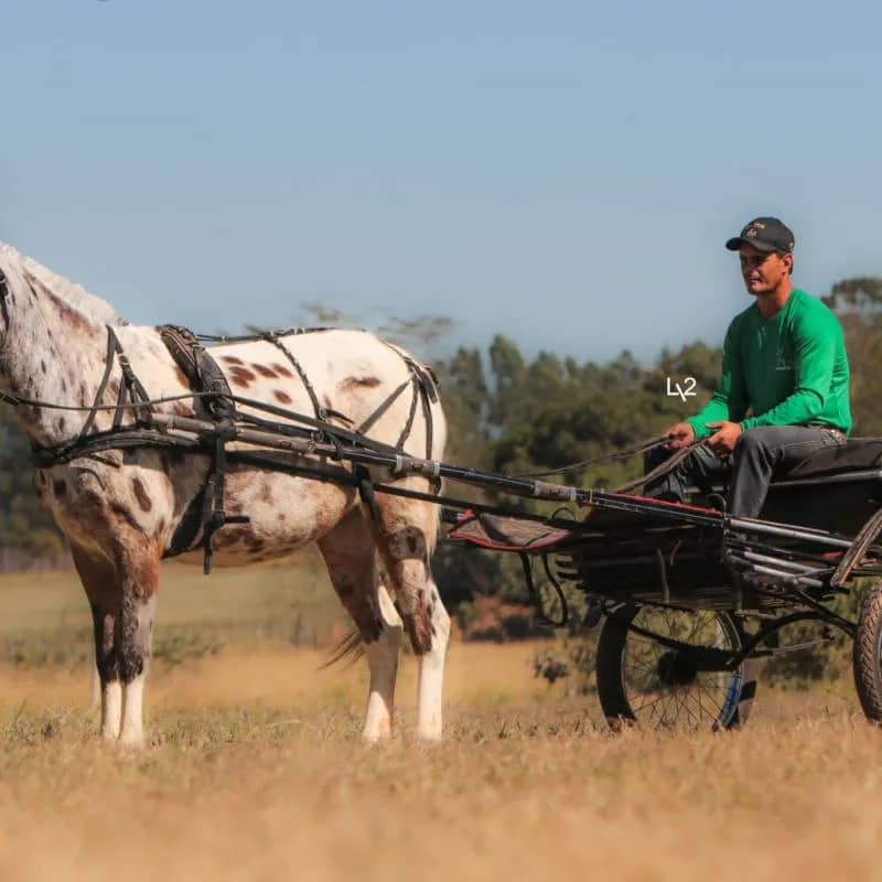 Imagem da campanha Mula Pintura + Charrete