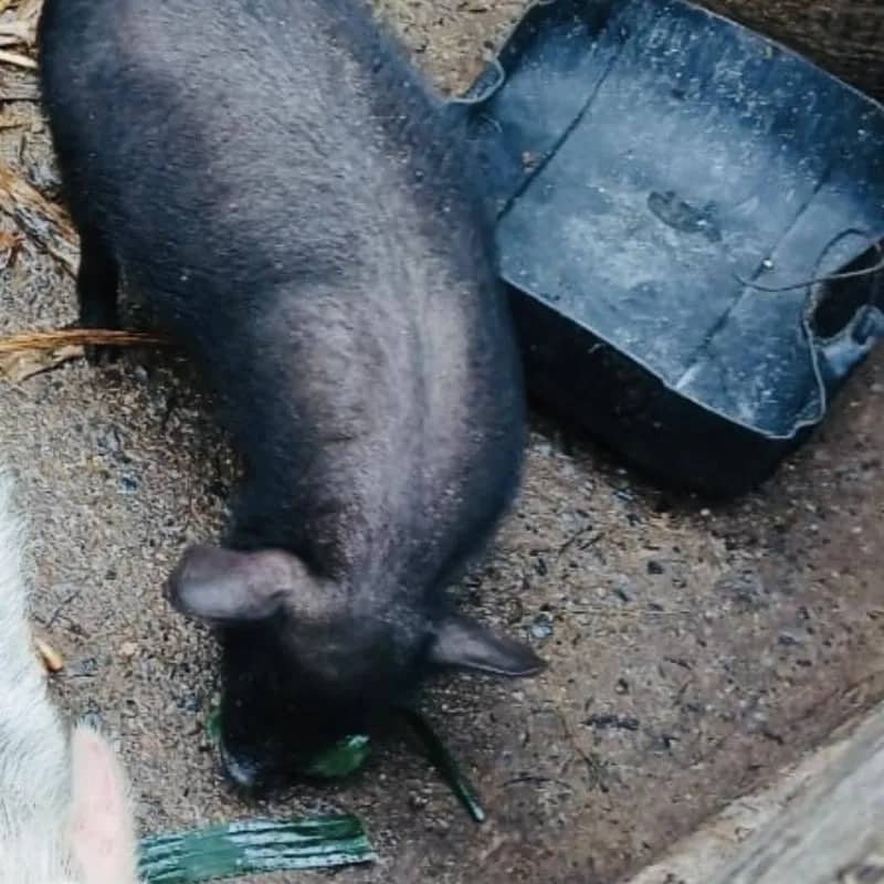 Imagem da campanha Rifa Da Sorte!