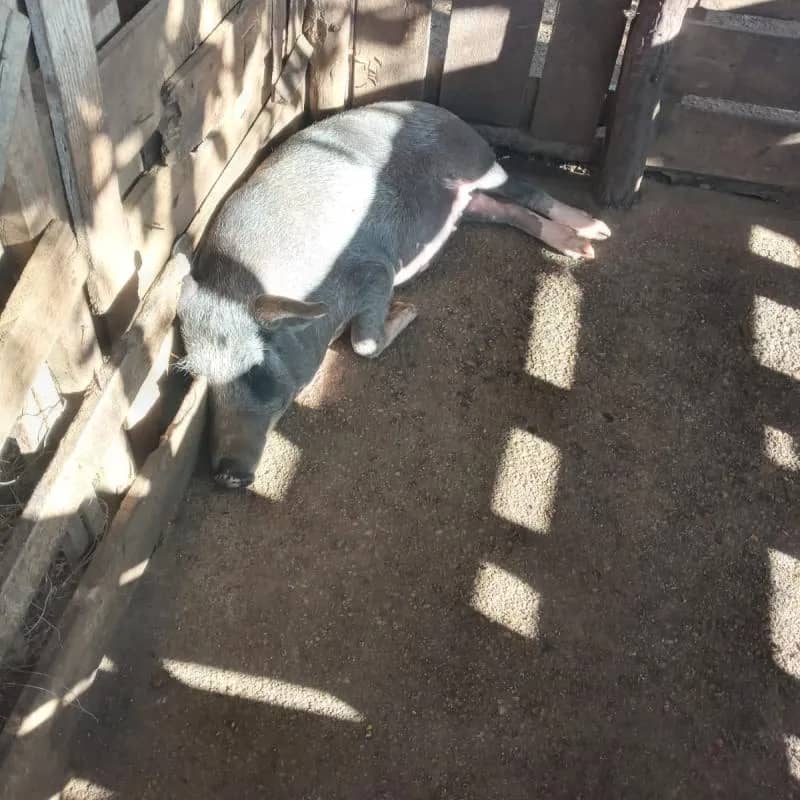 Imagem da campanha RIFA SOLIDÁRIA