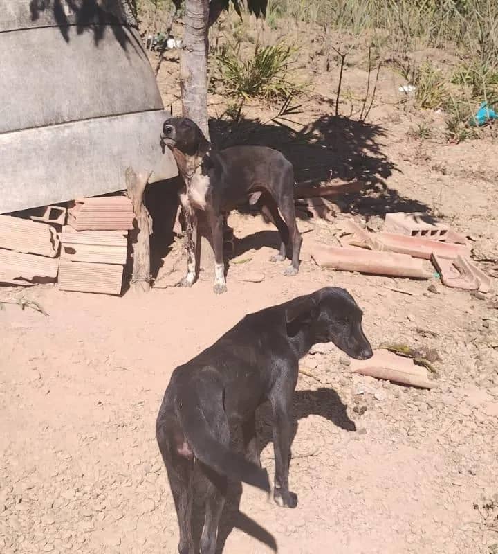 Imagem da campanha Ajudem os cachorros da Dona Dorinha