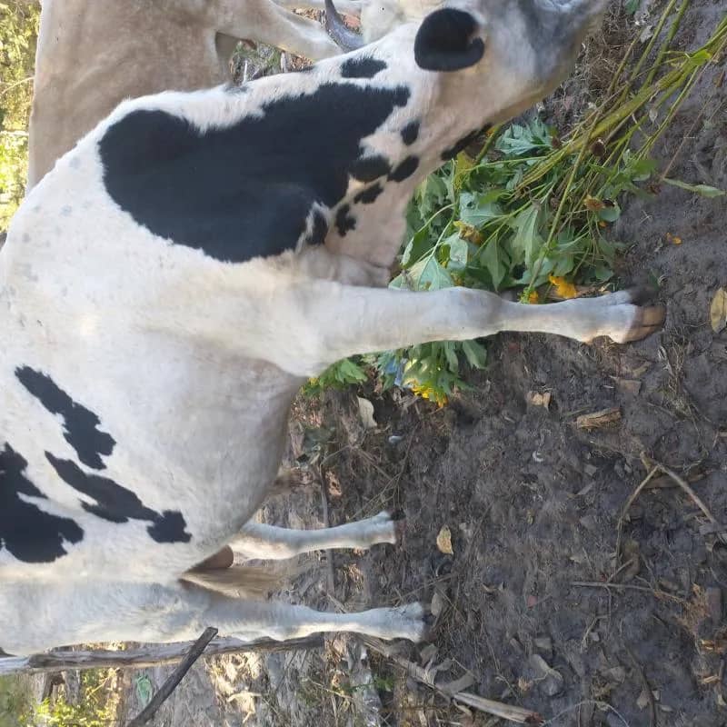 Imagem da campanha Rifa Boi Guloso