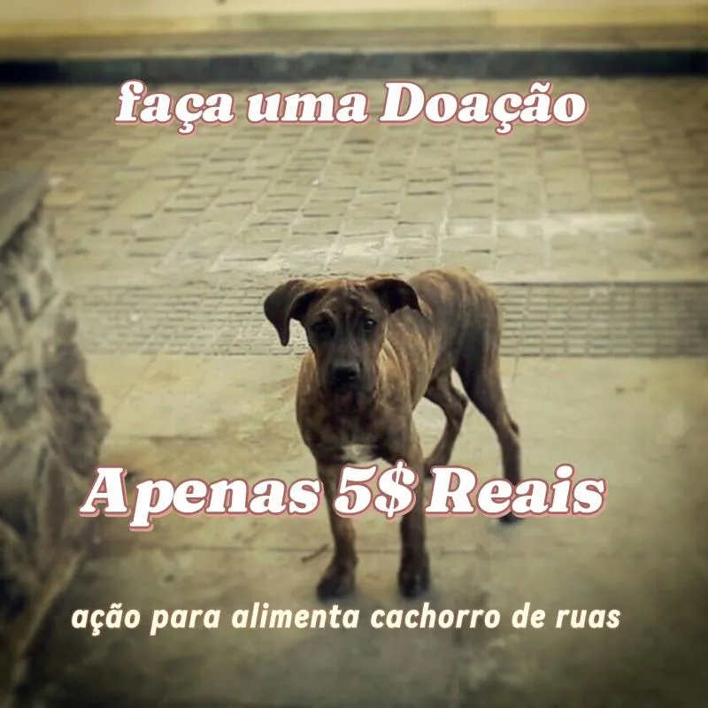 Imagem da campanha pets feliz