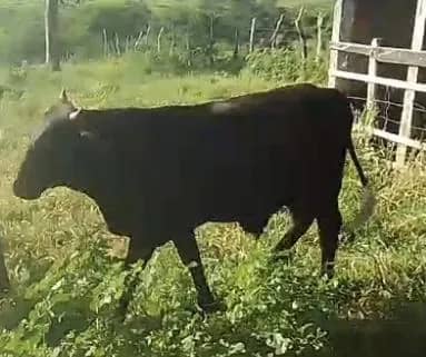 Imagem da campanha Rifa do garrote