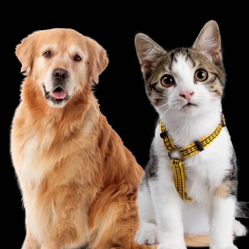 Imagem da campanha Premios da Pollyzinha de papai