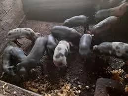 Imagem da campanha Obra em andamento