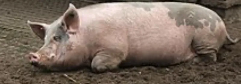 Imagem da campanha Ajude a Manu na fisioterapia respiratória