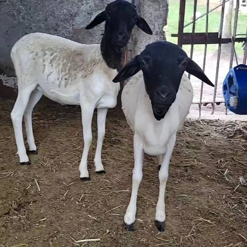 Imagem da campanha Rifa solidária