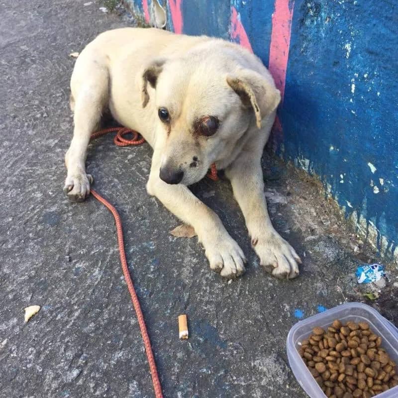 Imagem da campanha RIFA 300 REIAS. PARA AJUDA DE EXAMES E REMEDIOS DA CACHORRA DE RUA