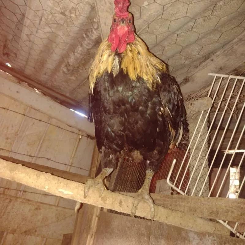 Imagem da campanha Ajuda solidária a pessoa deficiente