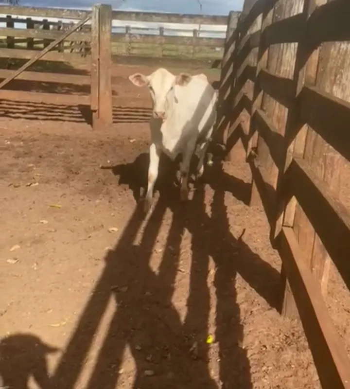 Imagem da campanha Rifa beneficente