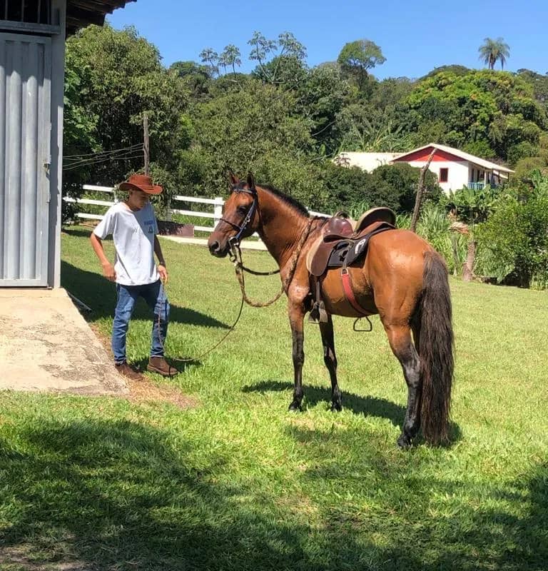 Imagem da campanha Cavalo (manga larga machador) Sem registro MM (Carro 2.2)