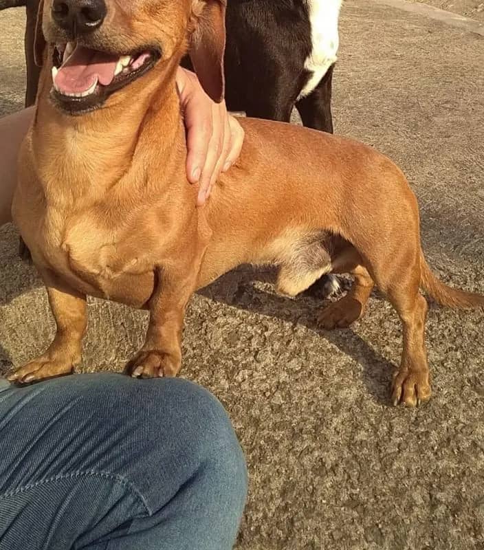 Imagem da campanha Despesas Veterinário Koda