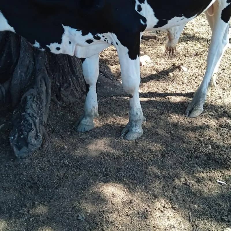 Imagem da campanha Rifa de um novilhote