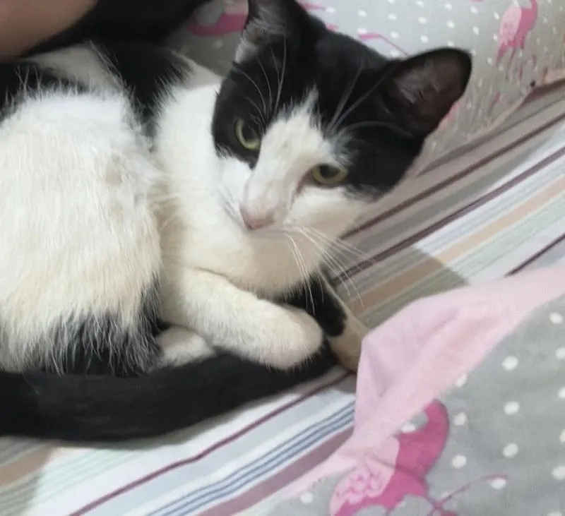 Imagem da campanha Castração e pós operatório da tereza