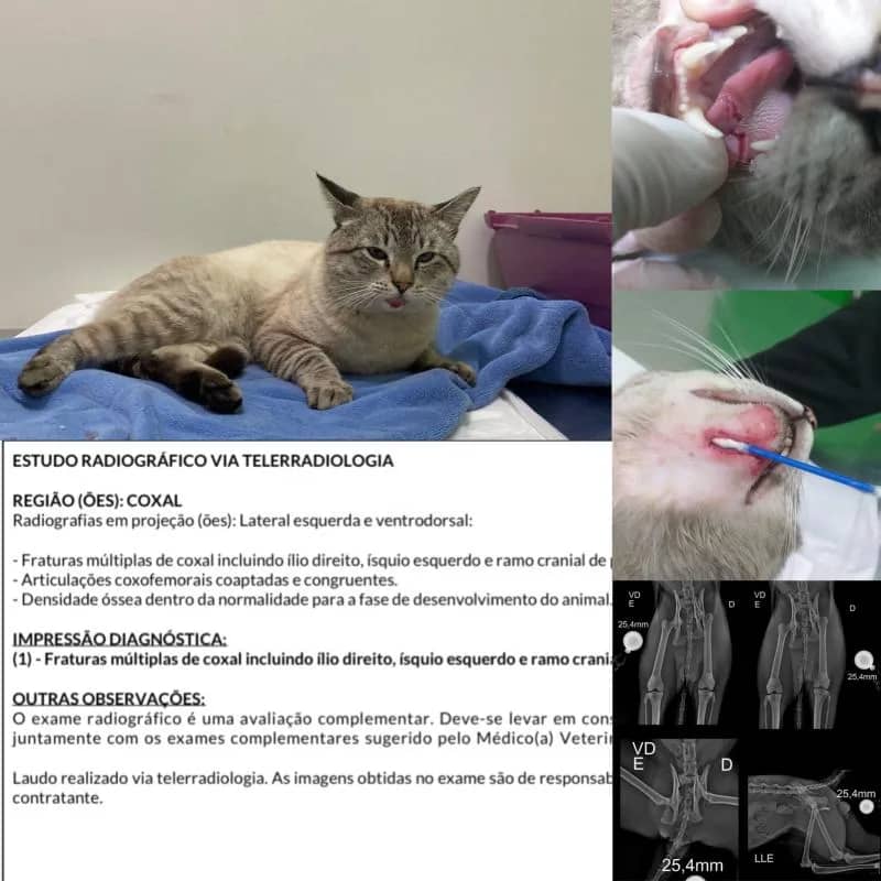 Imagem da campanha AJUDE O FRANCHESCO