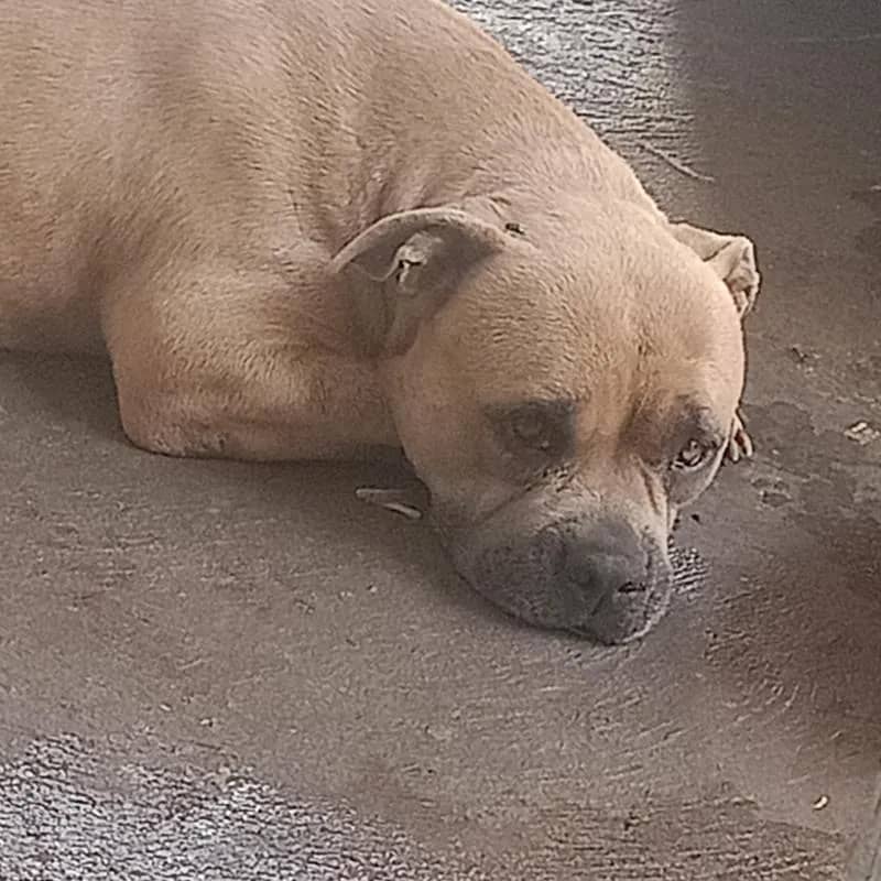 Imagem da campanha Ajuda a Salvar Meu animalzinho