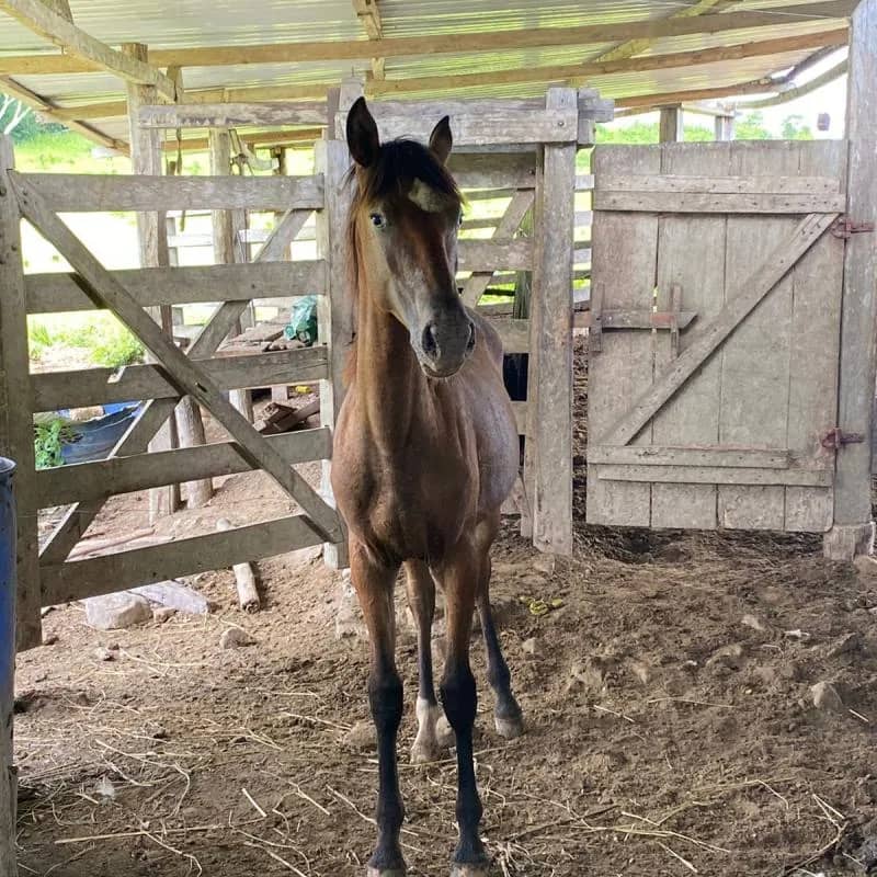 Imagem da campanha Porda