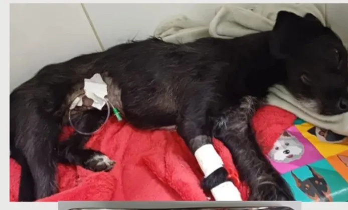 Imagem da campanha ME AJUDEM A PAGAR A CLINICA DA LEXA