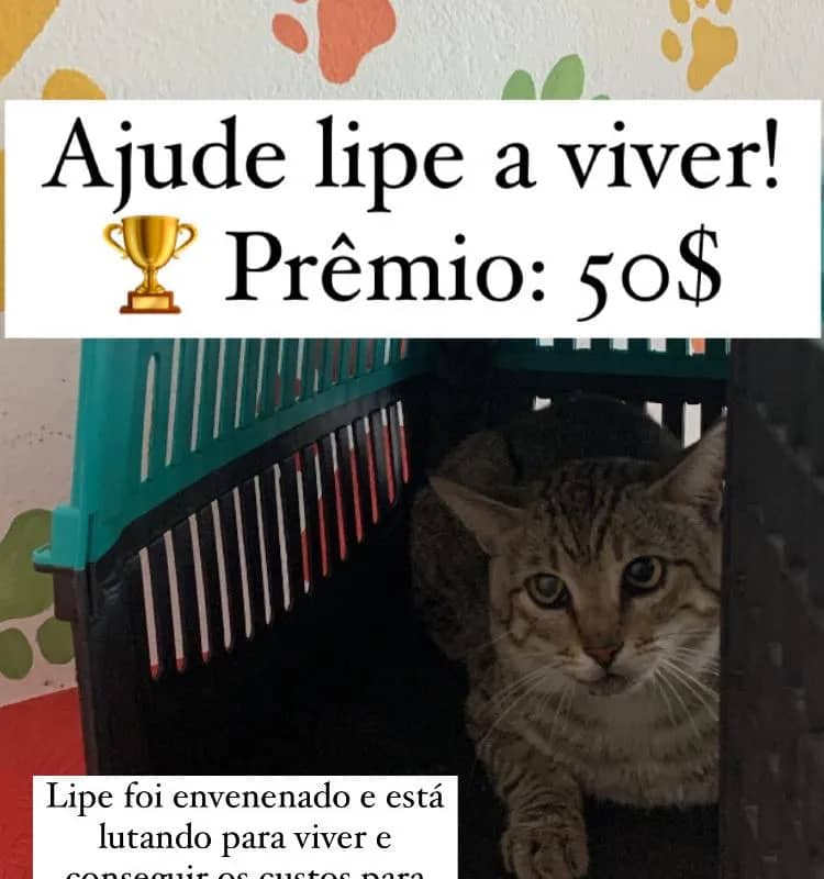 Imagem da campanha Ajude lipe a viver.