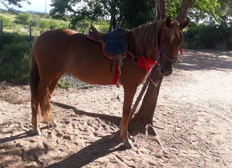 Imagem da campanha Rifa de uma égua!