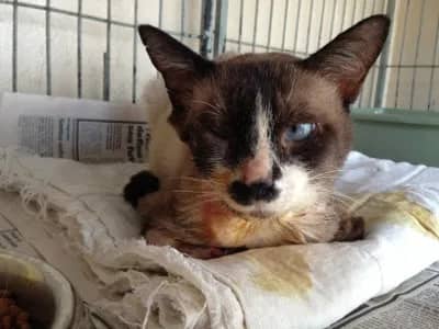 Imagem da campanha Ajudar o gatinho com tratados medicinais.