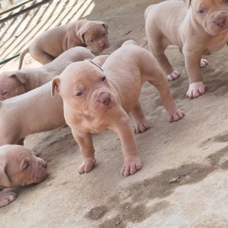 Imagem da campanha Rifa pit monster