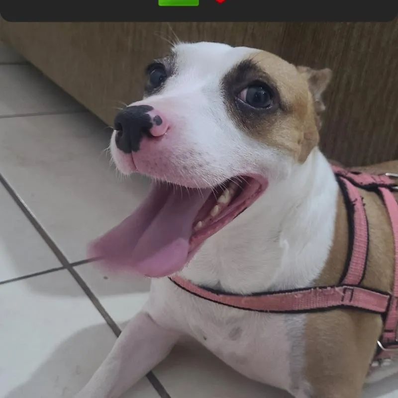 Imagem da campanha Cirurgia Da Lilica