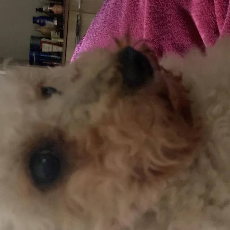 Imagem da campanha Kitty