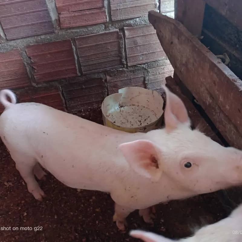 Imagem da campanha Rifa-se um Porco de 3 mês