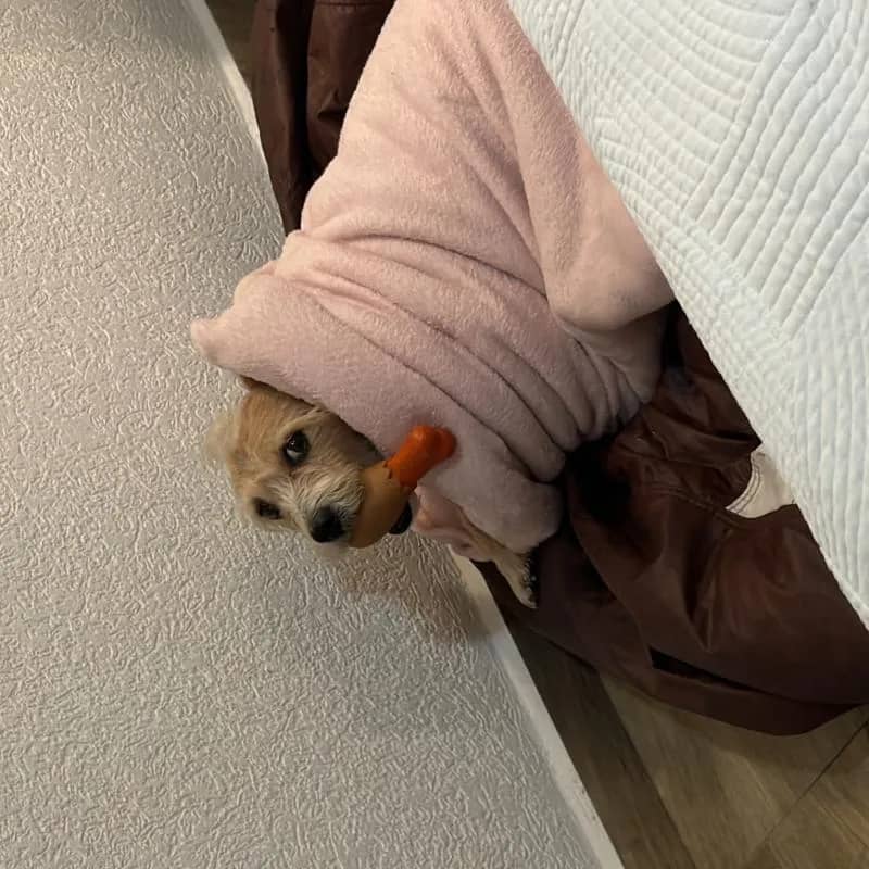 Imagem da campanha Cirurgia José