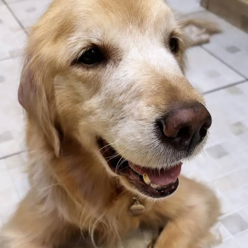 Imagem da campanha R$500,00 no PIX - Tratamento Nina