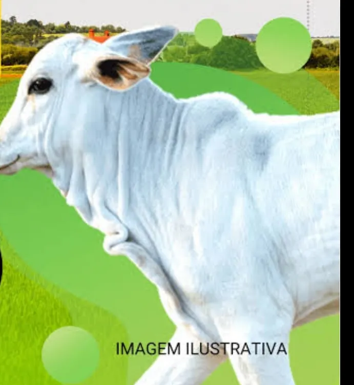 Imagem da campanha Casamento W e M