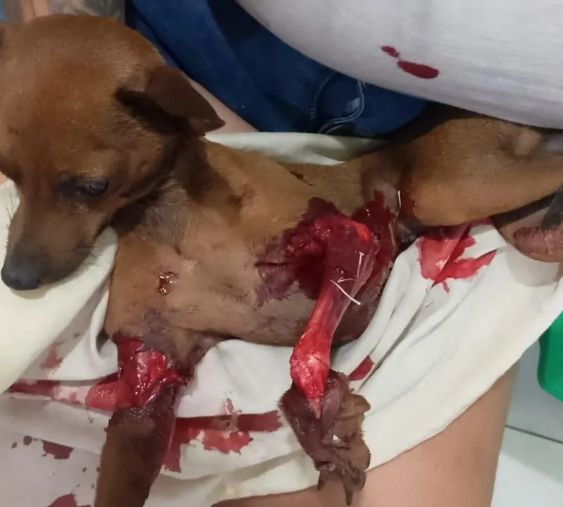 Imagem da campanha Rifa solidária