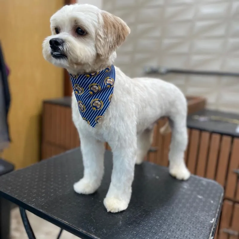 Imagem da campanha Transformação de beleza Pet