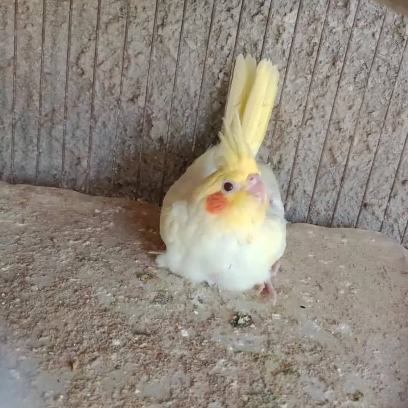 Imagem da campanha Rifa de calopsita filhote