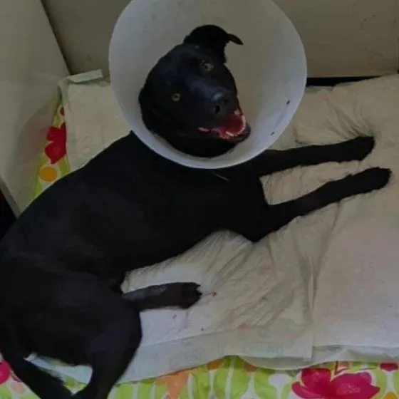 Imagem da campanha RIFA para as cirurgias do Logan Afonso