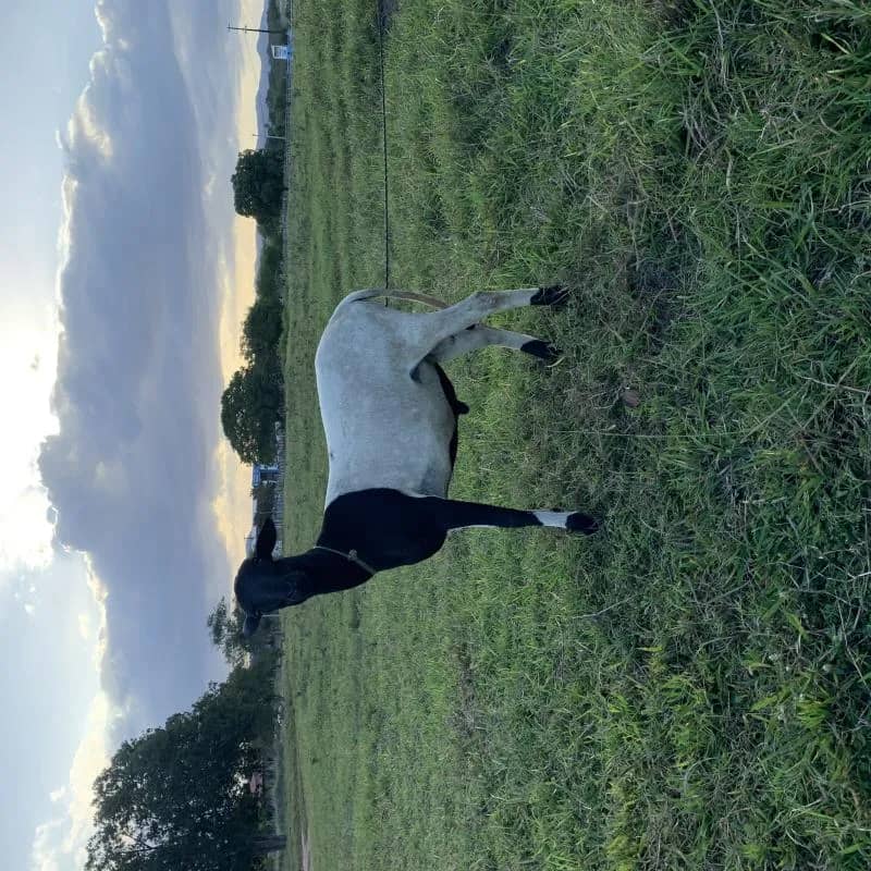 Imagem da campanha PRIMEIRA RIFA  PONTES OVINOCULTURA!