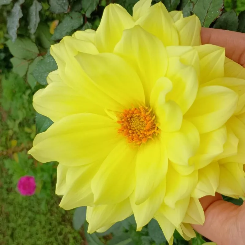 Imagem da campanha Nutrição do Espaço Gaia