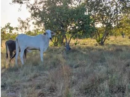Imagem da campanha RIFA SOLIDÁRIA PARA AJUDAR NA CIRURGIA DO FÊMUR DA SRA. DOMINGAS TAVARES