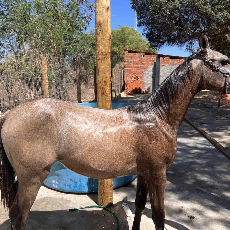 Imagem da campanha CALIFÓRNIA EASY ,POTRA MEIO SANGUE