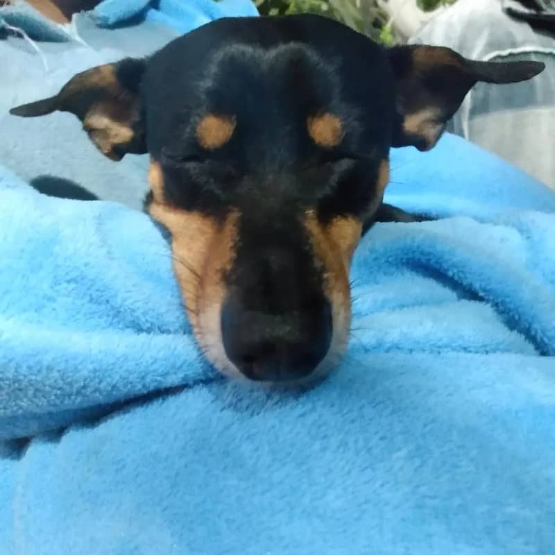 Imagem da campanha iPhone