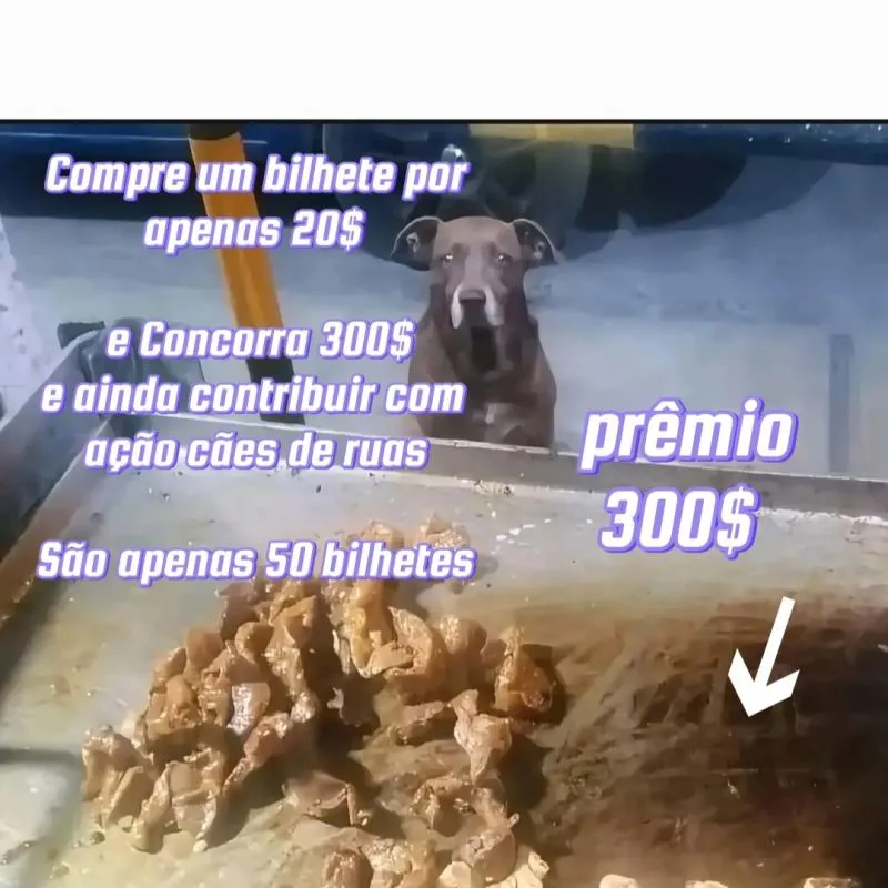 Imagem da campanha Cães feliz